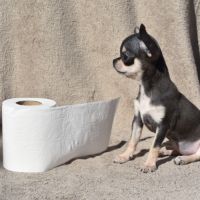 Chiots chihuahua lof #5