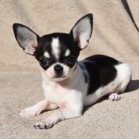 Chiots chihuahua lof #6