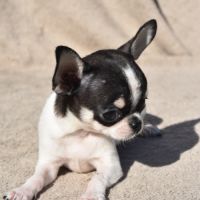 Chiots chihuahua lof #8