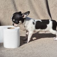 Chiots chihuahua lof #10