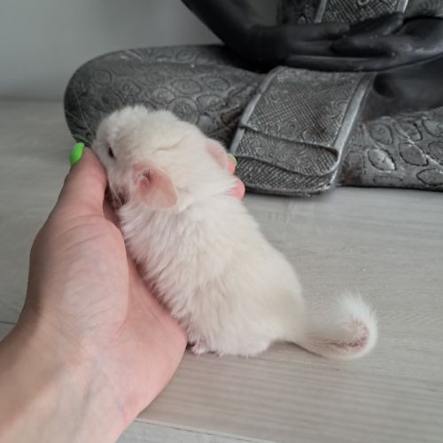 Chinchilla white lowe #1