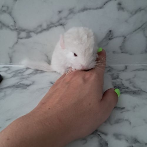 Chinchilla white lowe #5