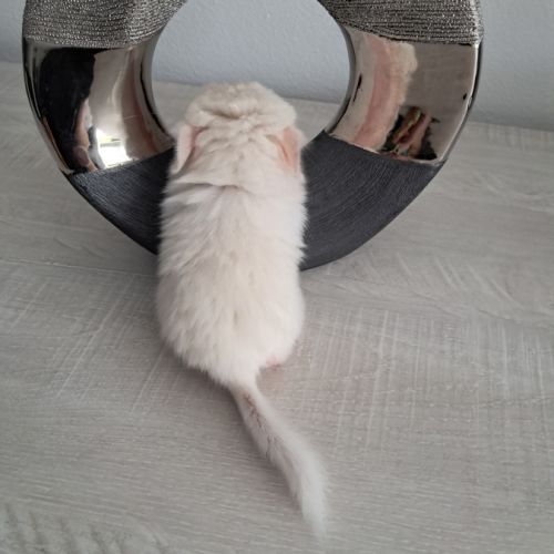 Chinchilla white lowe #1