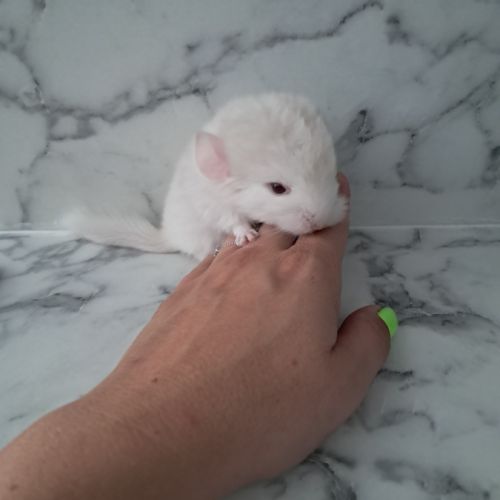 Chinchilla white lowe