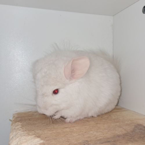 Chinchilla white lowe #1