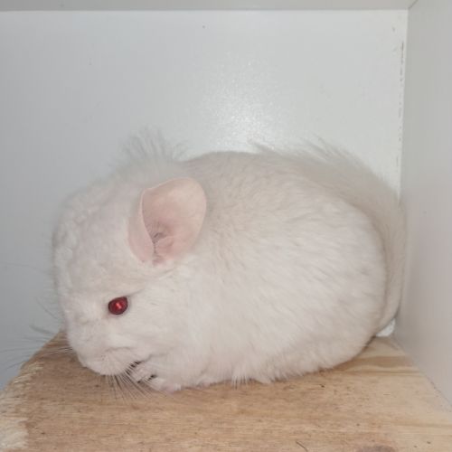 Chinchilla white lowe #2
