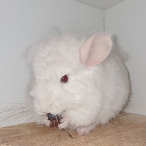 Chinchilla white lowe