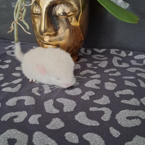 Chinchilla white lowe #7