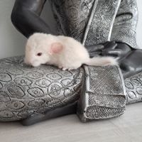 Chinchilla white lowe #3