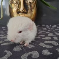 Chinchilla white lowe #6
