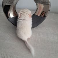Chinchilla white lowe #1