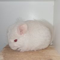 Chinchilla white lowe #2