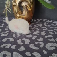 Chinchilla white lowe #7