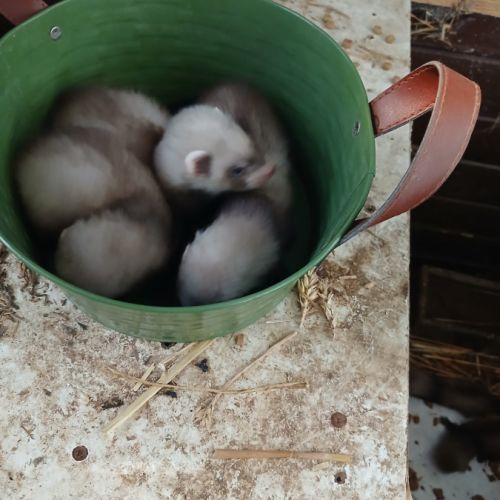 Furets bébés putoises et albinos #0