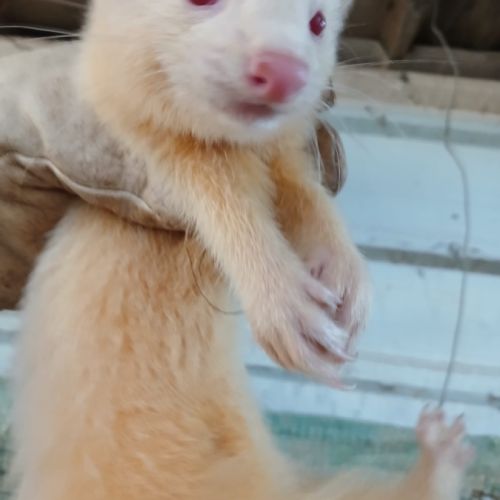 Furets bébés putoises et albinos