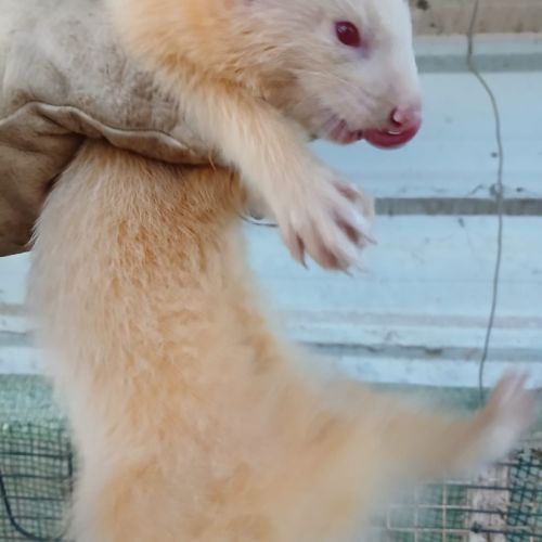 Furets bébés putoises et albinos #0