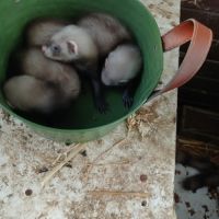 Furets bébés putoises et albinos #2