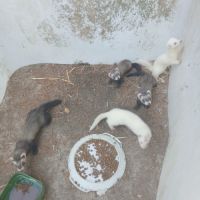 Furets bébés putoises et albinos #1