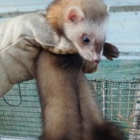 Furets bébés putoises et albinos #3