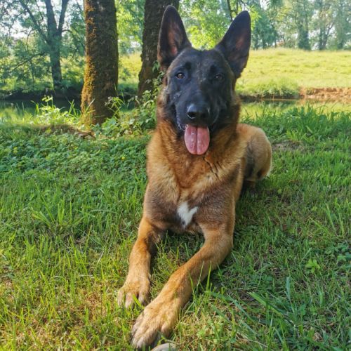 Chiots berger belge malinois lof #1