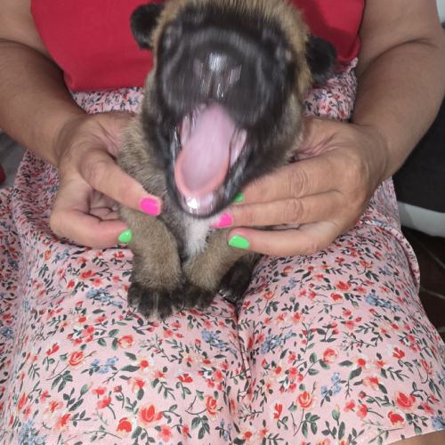 Chiots berger belge malinois lof #3
