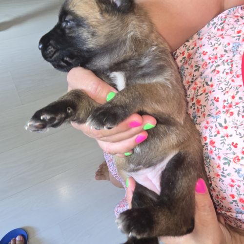 Chiots berger belge malinois lof #5
