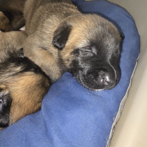 Chiots berger belge malinois lof #6