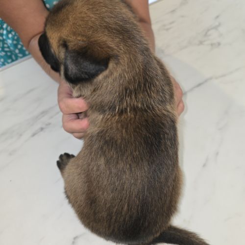 Chiots berger belge malinois lof