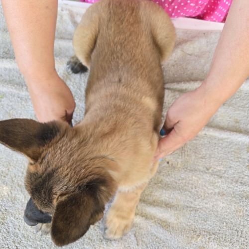 Chiots berger belge malinois lof disponibles #3