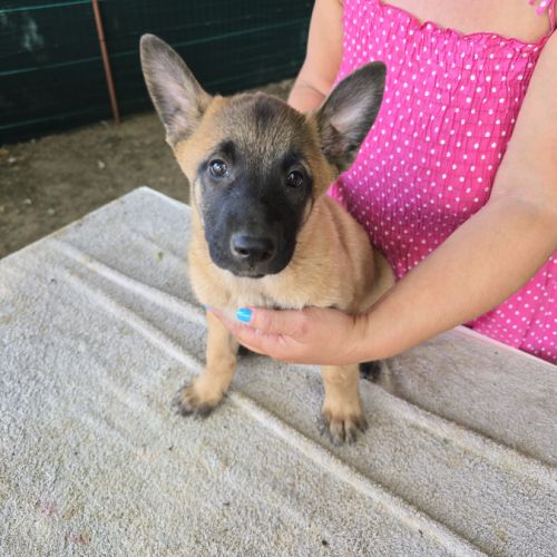 Chiots berger belge malinois lof disponibles #4
