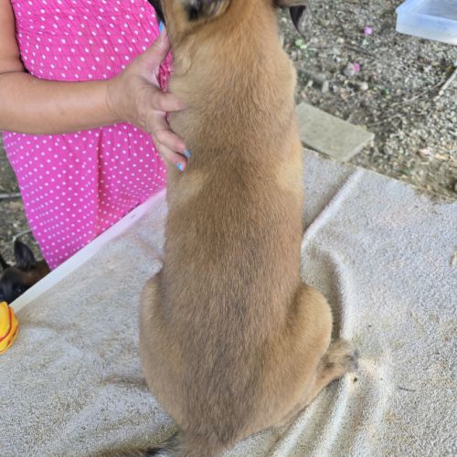 Chiots berger belge malinois lof disponibles #5