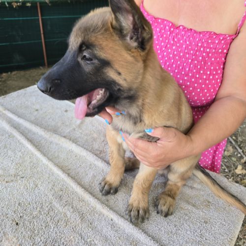 Chiots berger belge malinois lof disponibles #7