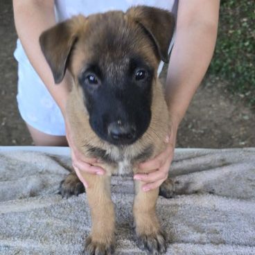 Chiots berger belge malinois lof