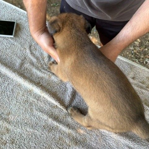 Chiots berger belge malinois lof