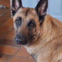 Chiots berger belge malinois lof #2
