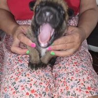 Chiots berger belge malinois lof #3