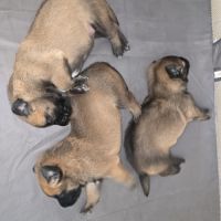 Chiots berger belge malinois lof #0