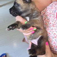 Chiots berger belge malinois lof #5