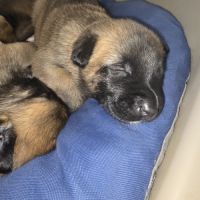 Chiots berger belge malinois lof #6