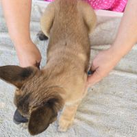 Chiots berger belge malinois lof disponibles #3