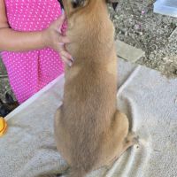 Chiots berger belge malinois lof disponibles #5