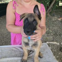 Chiots berger belge malinois lof disponibles #6