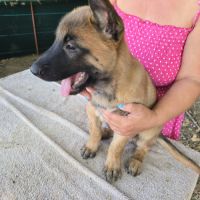 Chiots berger belge malinois lof disponibles #7