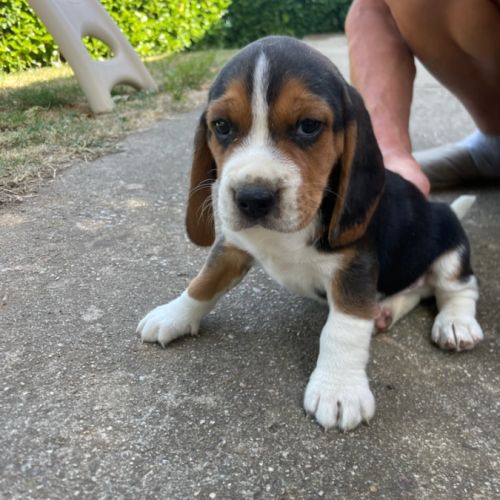 Petit beagle elisabeth