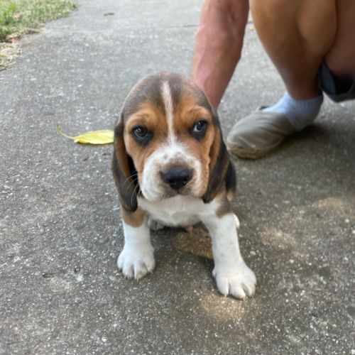 Petit beagle elisabeth #3