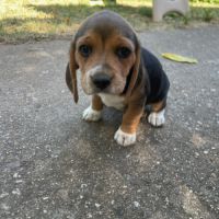 Petit beagle elisabeth #1