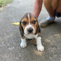 Petit beagle elisabeth #3