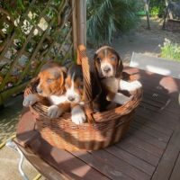 Petit beagle elisabeth #4
