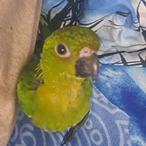 Conure aratinga jandaya/ tête d'or #3