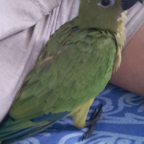 Conure aratinga jandaya/ tête d'or #4